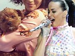 Katy Perry.jpg