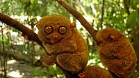 20 Of The Weirdest Animals Gracing Our Planet