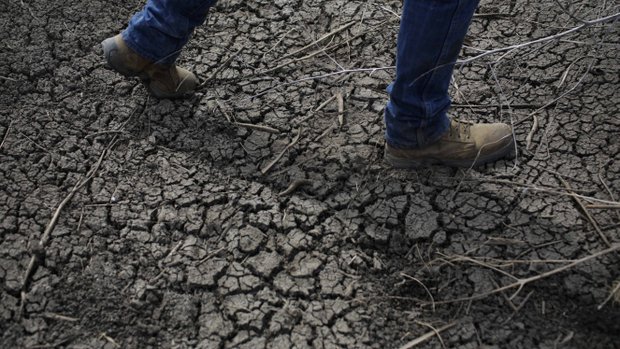 FILE - In this May 1, 2014 file photo, a rice farmer walks across a dried-up irrigation ditch at his rice farm in Richvale, Calif. California Gov. Jerry Brown ordered officials Wednesday, April 1, 2015 to impose statewide mandatory water restrictions for the first time in history as surveyors found the lowest snow level in the Sierra Nevada snowpack in 65 years of record-keeping. (AP Photo/Jae C. Hong, File)